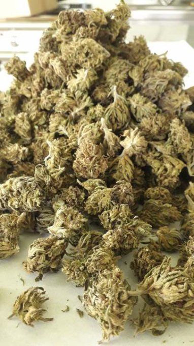 SMALL BUD CBD 8%