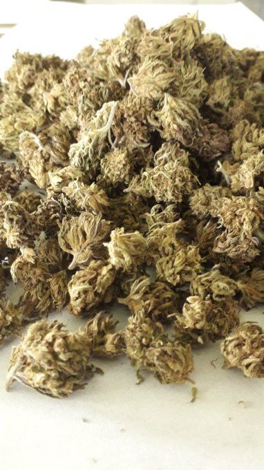 BUD DE CBG 11% 